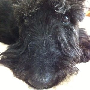 Meet your Posher, Gregg